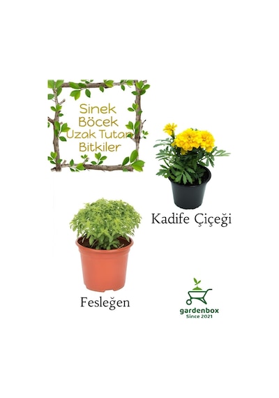 Kokulu Sinek Böcek Kovucu Bitki Seti Fesleğen+sarı Kadife Çiçeği 10-20cm Boylarında