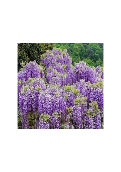 Wisteria Sinensis Mor Salkım Fidanı 10-20 Cm