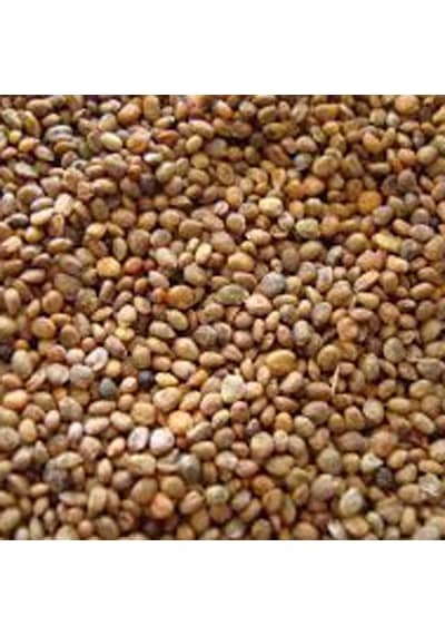 Roka Tohumu 1 KG 1000 GR
