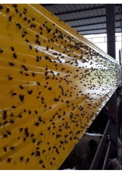 Karasinek Tuzagı Sinbant Ahırlar Çiftlikler Vs Için 15Cmx5O Metre