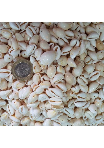 Cyprea Annulus Delikli Kavrulmuş Deniz Kabuğu 100 Gr