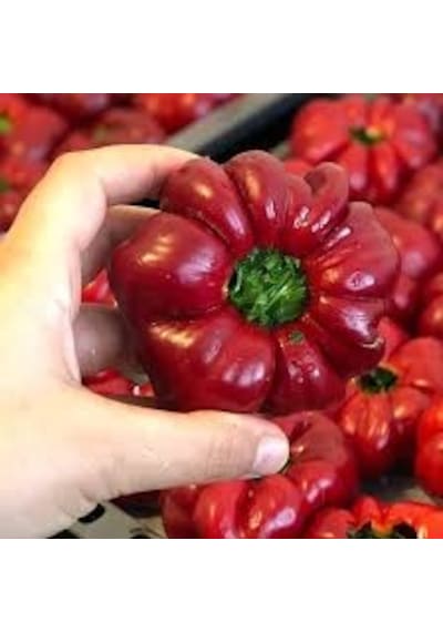 100 Adet Tohum Organik Hobi Bahçe Kırmızı Domates Biber Tohumu