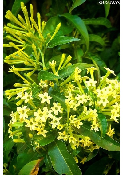 Gece Sefası Melisa Limon Çiçeği 1 Adet Saksılı/ Tüplü 30-60cm Bahçe Bitkisi Cestrum Parqui