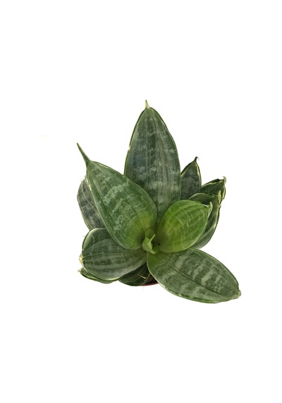 Sansevieria 'green Hahnii' Paşa Kılıcı Ø8,5 Cm H15-20 Cm