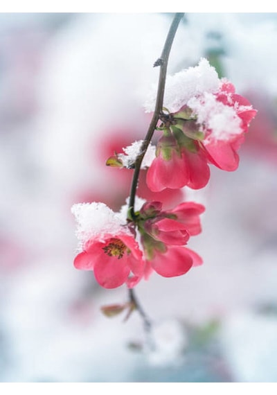 Bahar Dalı Japanese Quince Bol Çiçekli Süs Bitkisi Aşılı Meyve Fidanı