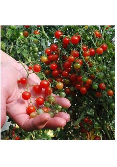 30 Adet Tohum Nadir İthal Cherry Minik Bezelye Domates Toh