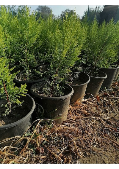 Videolu Ev & Ofis Iç Dış Mekan Limoni Servi 30-40 Cm 3 Adet Saksılı/tüplü Cupressus