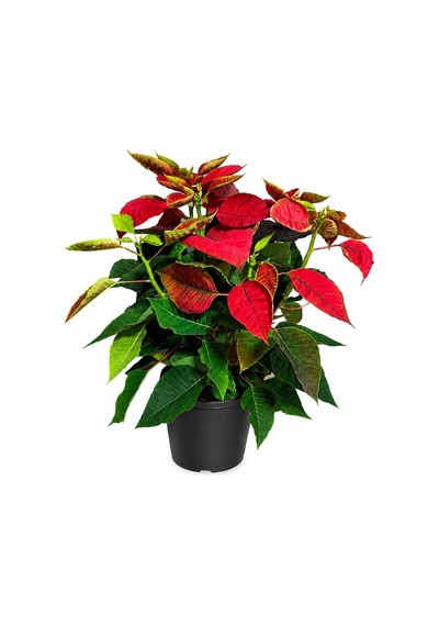 Atatürk Çiçeği Ponsetia Q17 Cm Saksı 40-50 Cm Boy - 914249334