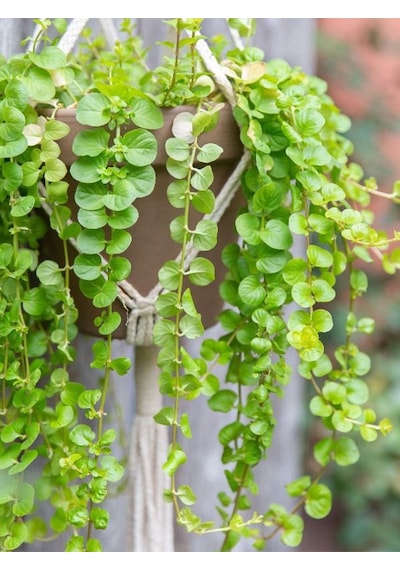 Makrome Saksılı Sarı Kız Çiçeği 1 Adet 30-40cm Altın Kolye Lysimachia Nummulari
