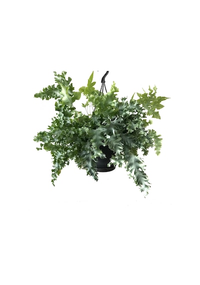 Phlebodium Aureum 'Davana' Ø17 CM Y40-45 CM