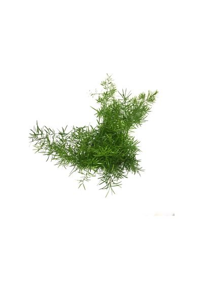 Asparagus Sprengeri (Kuşkonmaz Çiçeği) Ø12 CM Y25-30 CM