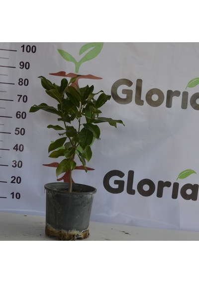 3 Yaş 12 Lt Saksıda Manolya Çiçeği Fidanı Boy 60-80 Cm