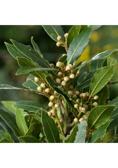 Tüplü Aromatik Defne (Laurus Nobilis) Fidanı (60-100 cm)