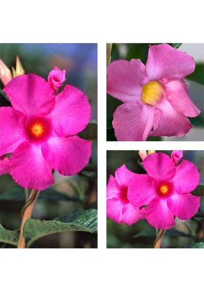 Videolu 3'lü Pembe Renk Mandevilla Sarmaşığı Çiçeği 40-60 Cm Tüplü Çiçekli Bodur Bitkiler