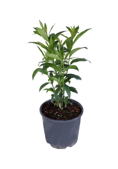 Melisa Parfüm Çiçeği Fidanı Canlı Çiçek - Cestrum Nocturnum 10-20 Cm