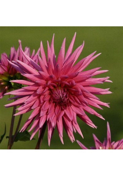 Purple Çiçekli Galaxie Dahlia Yıldız Çiçeği Yumrusu 1 Adet
