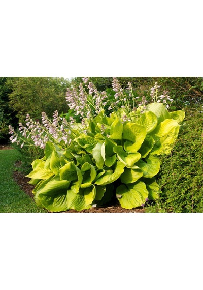 Ağustos Zambağı Hosta 10 Adet