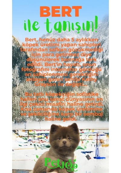 Petjoo 13.Bert Yeşil-Turuncu Qr'lı Köpek Künyesi