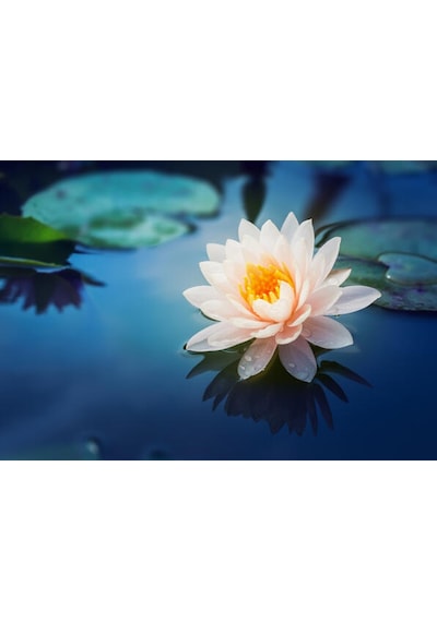 Eko Paket 5 Tohum İthal Lotus Tohumu Nilüfer Lotus Çiçeği Zambak