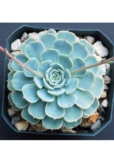 Serada Decor Plant Dev Boy Xxl Echeveria Glauca Aşkın Gözyaşı Sukulent Bitki