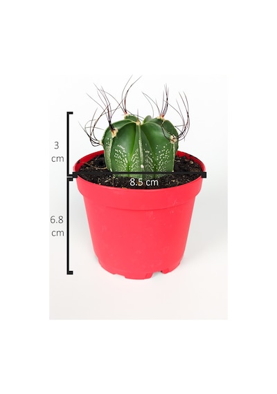 Astrophytum Capricorne Beyaz Benekli Özel Tür Kaktüs Keçi Boynuzukaktüsü 8.5 CM Kırmızı Saksıda 