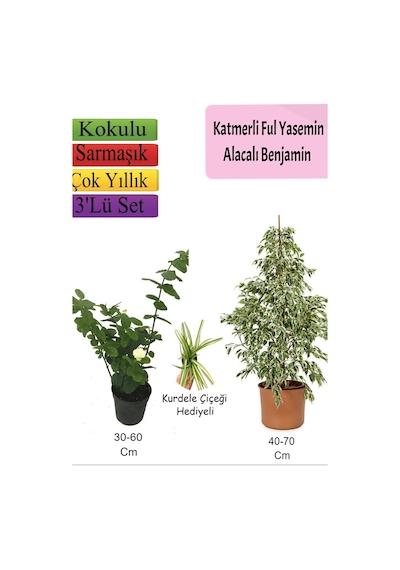 Beyaz Alacalı Benjamin Bitkisi+ Katmerli Ful Yasemin+ Kurdele Çiçeği Hediyeli