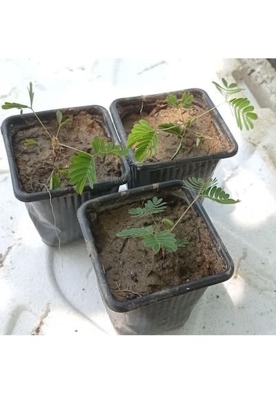 Küstüm Çiçegi Küçük Saksıda 3 Adet 10-20 Cm