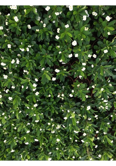 Çok Avantajlı Beyaz Renk Dikenler Tacı Çiçekli Ithal Hollanda Milli Saksılı Kaktüs White Euphorbia