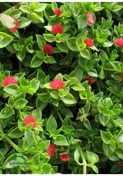 Yayılıcı Pembe Buz Çiçeği 5 Adet Saksılı 10-20cm Delosperma Diğer