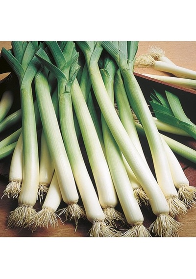 Inegöl Pırasa Tohumu, 10gr 0.15 KG