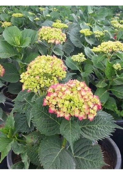Ortanca Fidanı Hydrangea Macrophylla , - Pembe