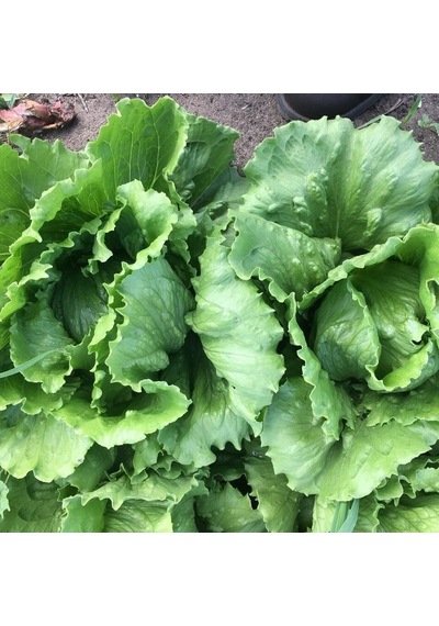 Geleneksel Ata Tohumları Soğuğa Dayanıklı Salinas Marul Tohumu 800 Tohum