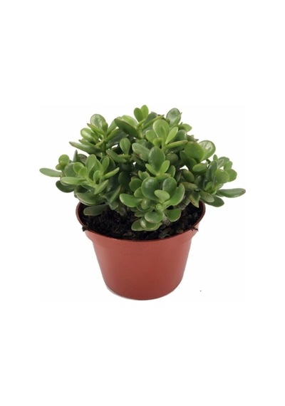 Crassula Ovata, Para Çiçeği, Şans Agaçı Jumbo Bpy