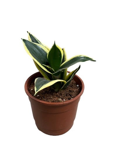 Sansevieria (Paşa Kılıcı) (4'lü Set) Ø12 CM Y15-20 CM