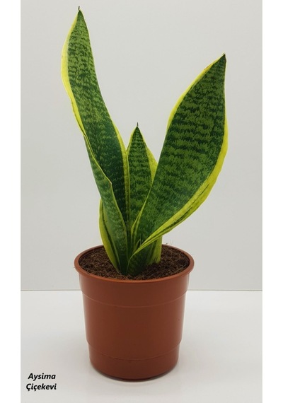 Paşa Kılıcı Sansevaria Peygamber Kılıç Çiçeği 35 Cm