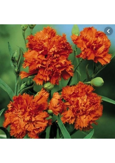 Chabaud Orange Karanfil Çiçeği Tohumu 70 Adet