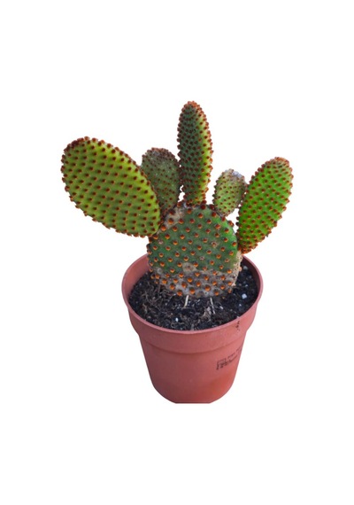 Opuntia Microdays Kırmızı Dikenli- Tavşan Kulağı Kaktüsü 20 Cm Uzunluğunda