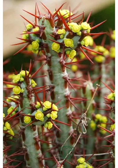 Euphorbia Aeruginosa Özel Tür Kücük Sarı Çiçek Veren Sütleğen Mav