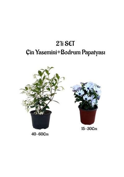 Yoğun Kokulu Çin Yasemini +beyaz Bodrum Papatyası 2'li Bahçe Peyzaj Seti