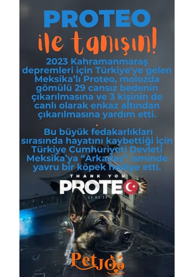 Petjoo 24.Proteo Turuncu-Mavi Qr'lı Köpek Künyesi