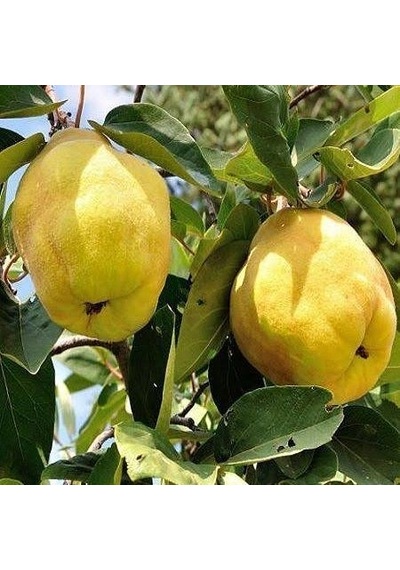 7 Yaş Aşılı Eşme Ayva Fidanı . Saksıda