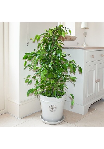 Benjamin - Ficus Benjamina 90 Cm 2 Adet