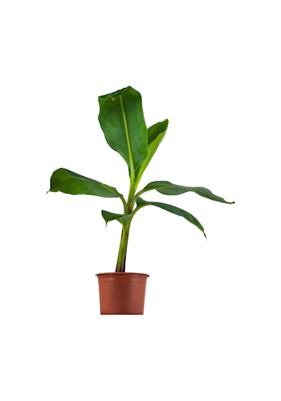 Saksıda Muz Fidanı 1 Adet 40-50 Cm
