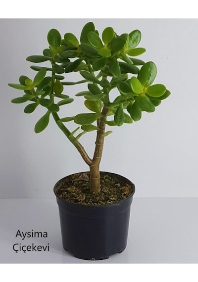 Bonsai Crassula Ovata Para Ağacı Yeşim 10cm Saksıda