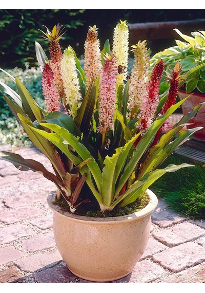 Eucomis Comosa Ananas Sonbahar Zambağı Çiçeği Soğanı 1 Adet