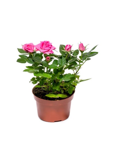Videolu Minyatür Gül Fidanı 5 Adet Saksılı/ Tüplü 20-30cm Bahçe Bitkisi Rose