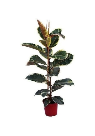 Alacalı Kauçuk Çiçeği Fidanı 80cm-100cm İç/ Dış Mekan Bitkisi