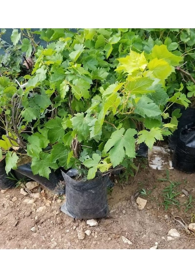 Al Üzüm Red Globe Üzüm Fidanı 60-100 Cm Tüplü