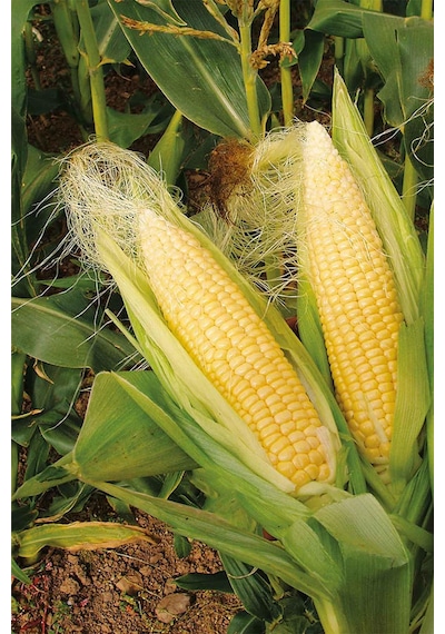 Organik Bitkim Mısır Püskülü 150 G