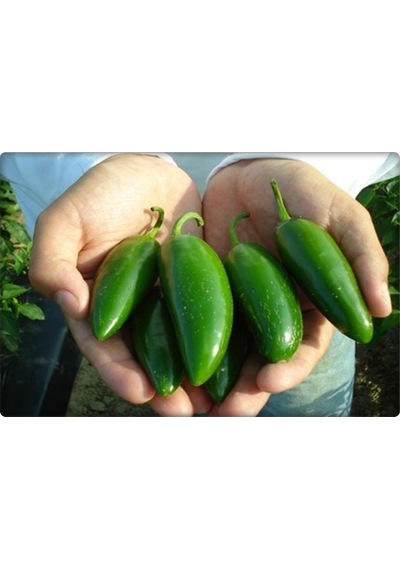 Arzuman Jalapeno Biber Tohumu 5 GR